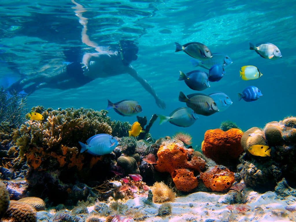 Corral Reef in Puerto Plata